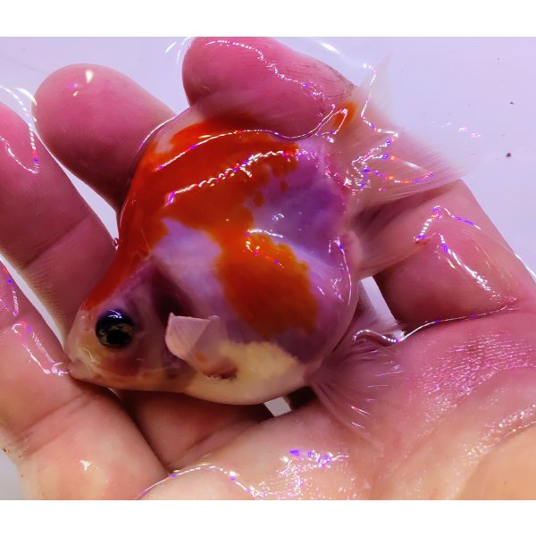 画像2: 宮島血統福だるま 短尾 　当歳約8センチ  ＃155 (2)