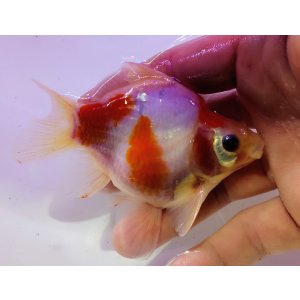 画像: 宮島血統福だるま 短尾 　当歳約11センチ  ＃154