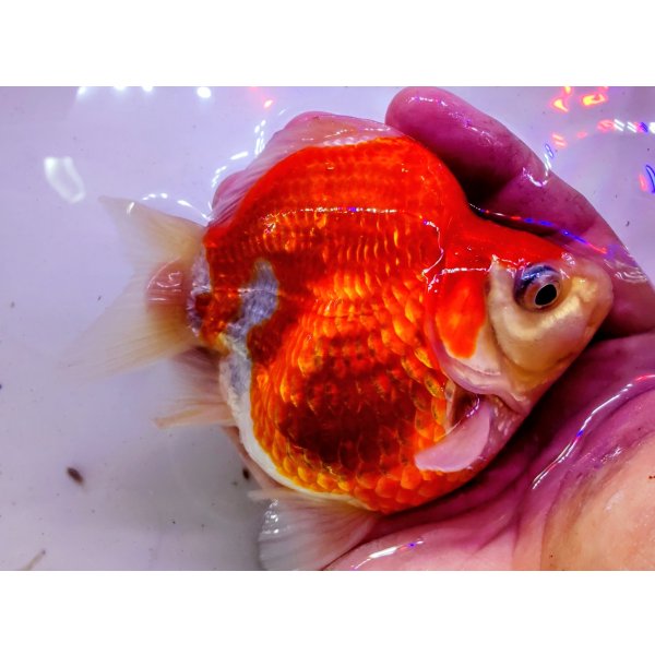 画像2: 宮島血統福だるま 短尾 　2歳約14センチ  ＃164 (2)