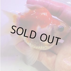 画像: 宮島血統福だるま 短尾　当歳約9センチ  ＃150