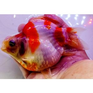 画像: 宮島血統福だるま 短尾 　2歳約14センチ  ＃160