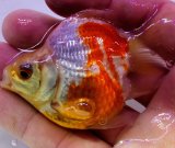 画像: 宮島血統福だるま 短尾 　当歳約8センチ  ＃157