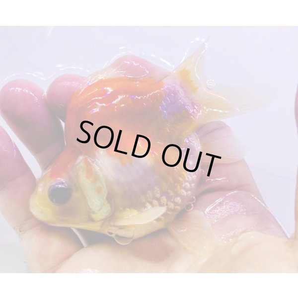 画像2: 宮島血統福だるま 短尾　当歳約9センチ  ＃150 (2)