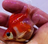 画像: 宮島血統福だるま 短尾 　当歳約8センチ  ＃156