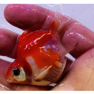 画像: 宮島血統福だるま 短尾 　当歳約8センチ  ＃156