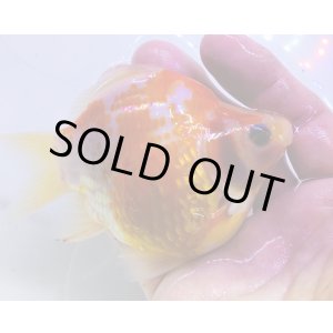 画像: 宮島血統福だるま 短尾 　当歳約12センチ  ＃153