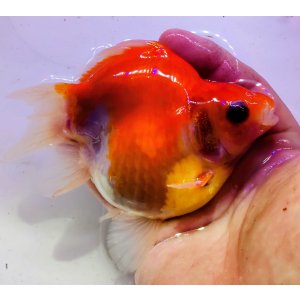 画像: 宮島血統福だるま 短尾 　2歳約14センチ  ＃158