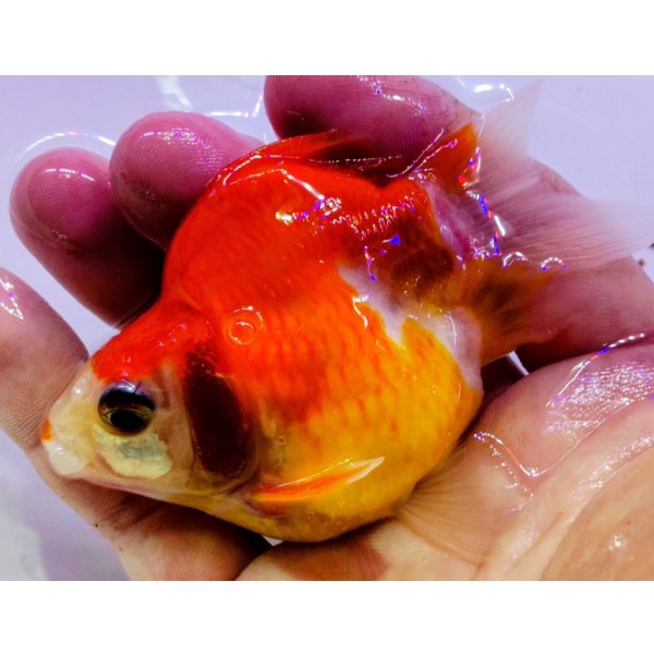 画像2: 宮島血統福だるま 短尾　当歳約9センチ  ＃151 (2)