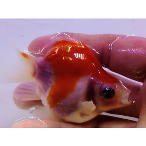 画像: 宮島血統福だるま 短尾 　当歳約8センチ  ＃155