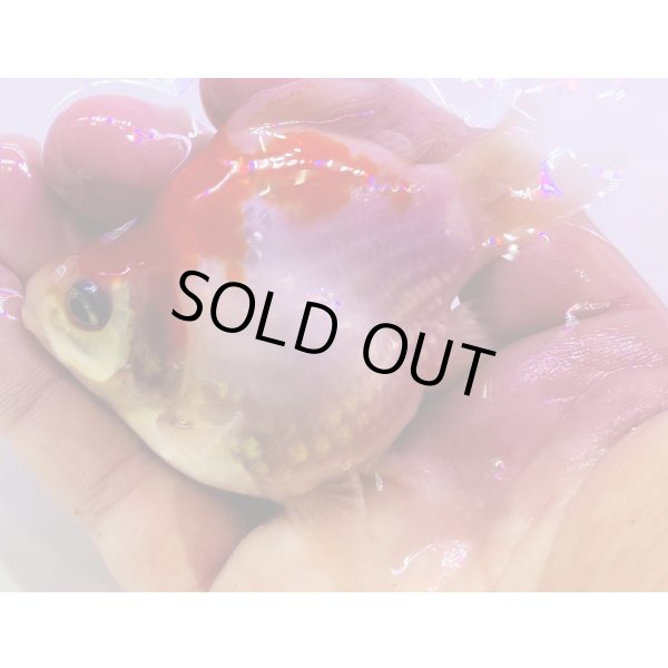 画像2: 宮島血統福だるま 短尾　当歳約10センチ  ＃152 (2)