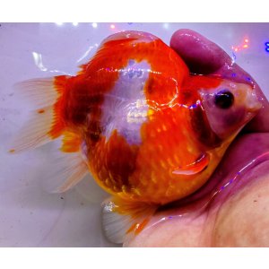 画像: 宮島血統福だるま 短尾 　2歳約16センチ  ＃163