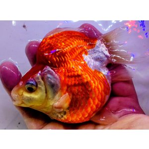 画像: 宮島血統福だるま 短尾 　2歳約14センチ  ＃164