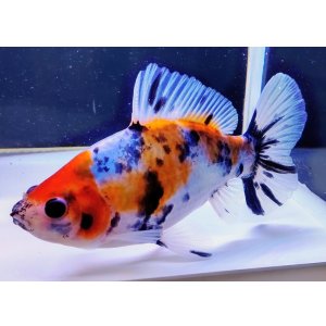 画像: 寿恵廣錦 　　当歳　　SSS血統　　約13センチ　＃92