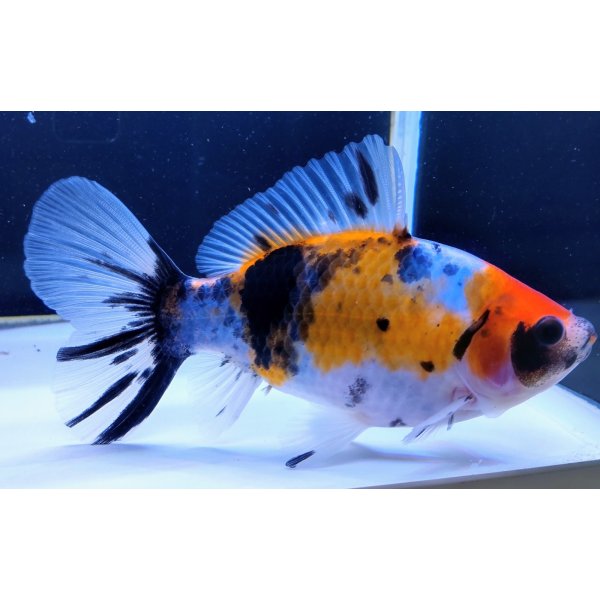 画像2: 寿恵廣錦 　　当歳　　SSS血統　　約13センチ　＃92 (2)