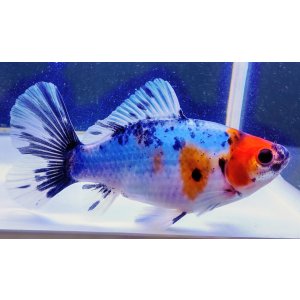 画像: 寿恵廣錦 　　当歳　　SSS血統　　約13センチ　＃96