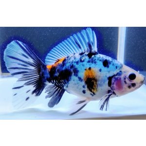 画像: 寿恵廣錦 　　当歳　　SSS血統　　約13センチ　＃97