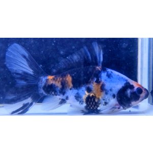 画像: 寿恵廣錦 　　当歳　　SSS血統　　約13センチ　＃98