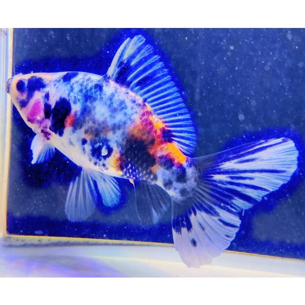 画像2: 寿恵廣錦 　　当歳　　SSS血統　　約13センチ　＃97 (2)