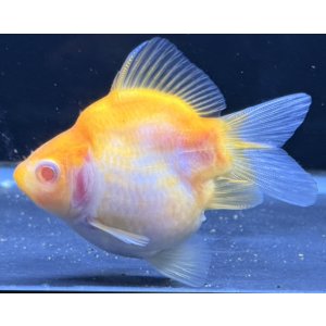 画像: アルビノ赤目福だるま　当歳　約9センチ #5