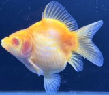 画像: アルビノ赤目福だるま　当歳　約9センチ #1