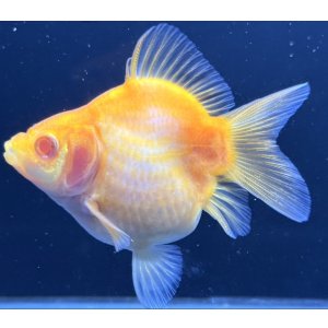 画像: アルビノ赤目福だるま　当歳　約9センチ #1