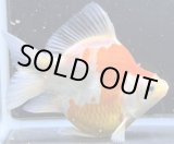 画像: 宮島血統福だるま 　当歳約12センチ  ＃167