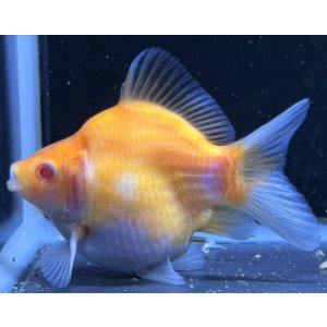 画像: アルビノ赤目福だるま　当歳　約10センチ #4