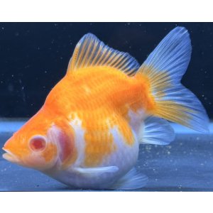 画像: アルビノ赤目福だるま　当歳　約10センチ #3